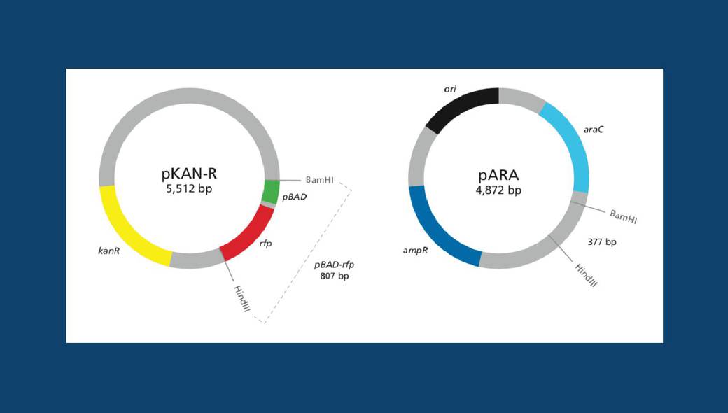 pKAN-Rプラスミドの機能 - LabXchange