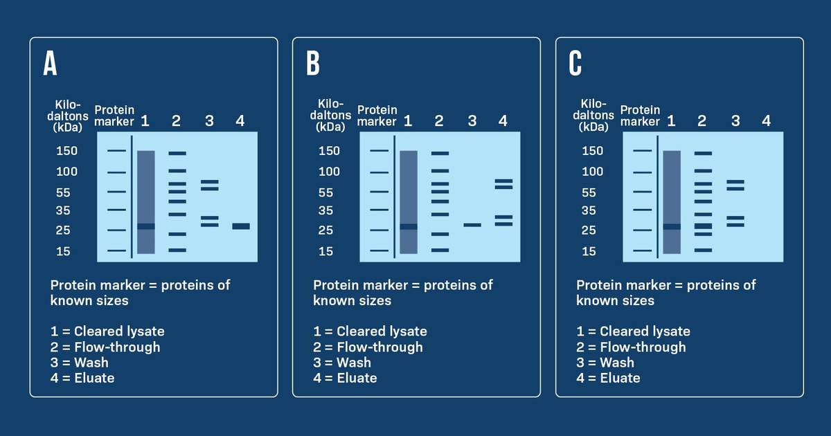 Protein Purification Question Set (Part B)