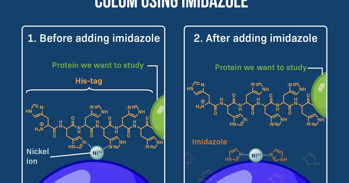 Using Imidazole to Elute His-tagged Proteins from a Nickel Column
