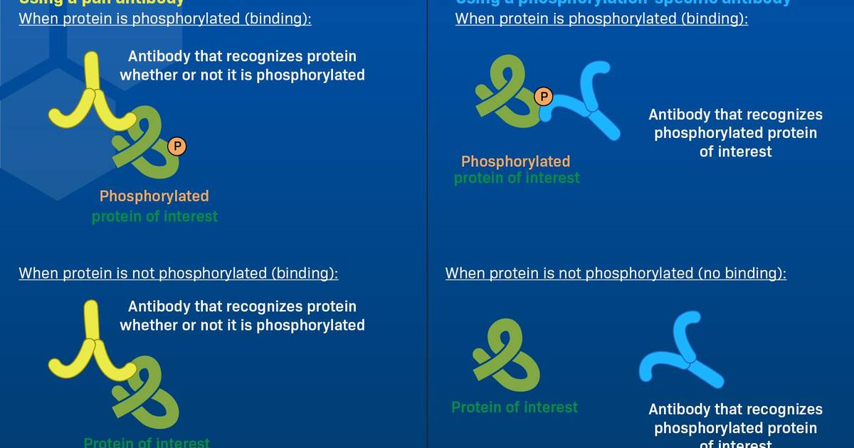 Pan and Phosphorylation-specific Antibodies