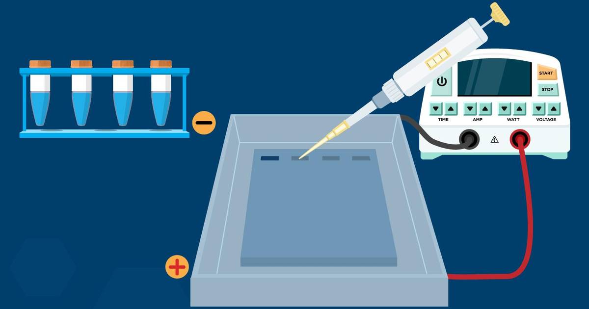 Separating DNA Fragments Using Gel Electrophoresis