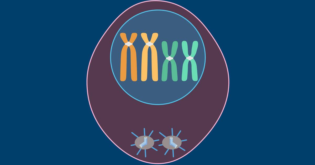 Phases of Meiosis in Animal Cells