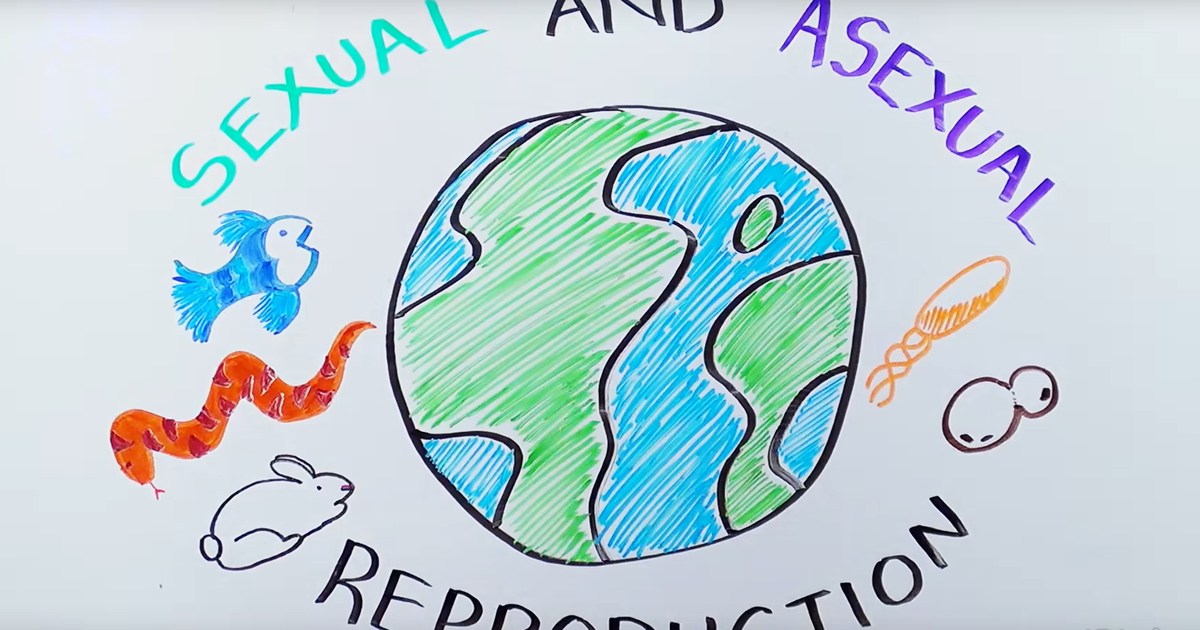 Types of Reproduction: Sexual versus Asexual Reproduction