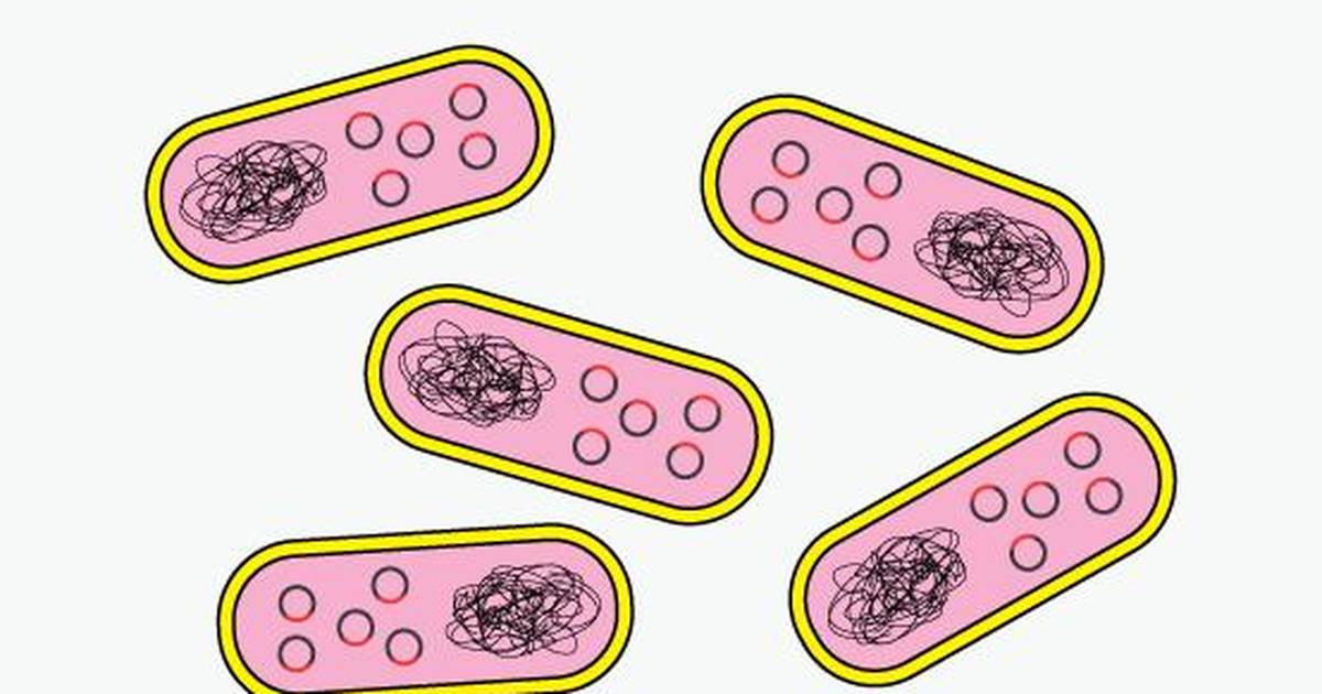 Making a Human Therapeutic Protein in Bacteria