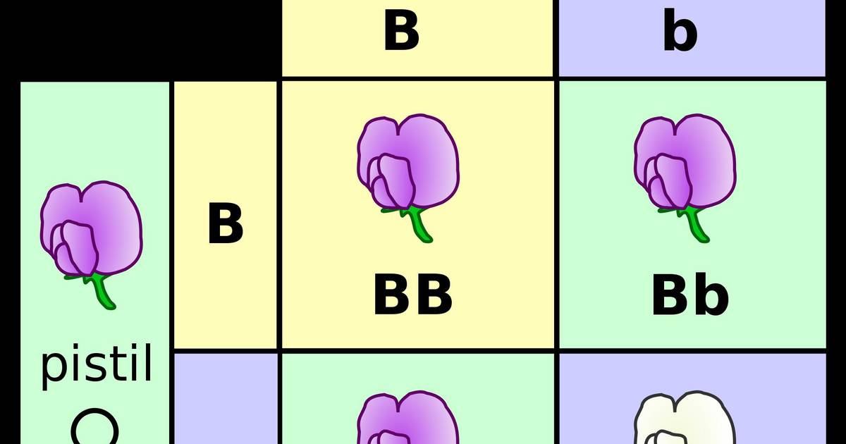Test Yourself: Genetics Review
