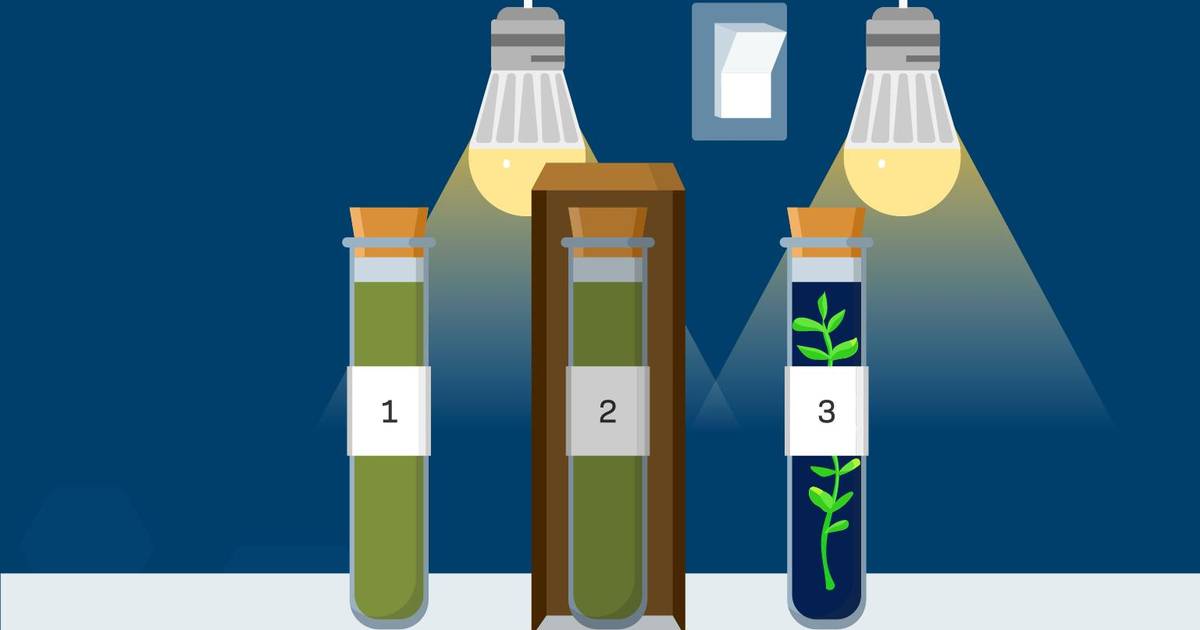 Simulation Video Walkthrough - Photosynthesis and Cellular Respiration