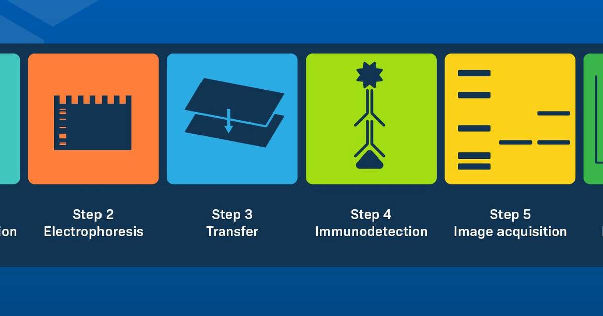 Western Blotting: A brief primer