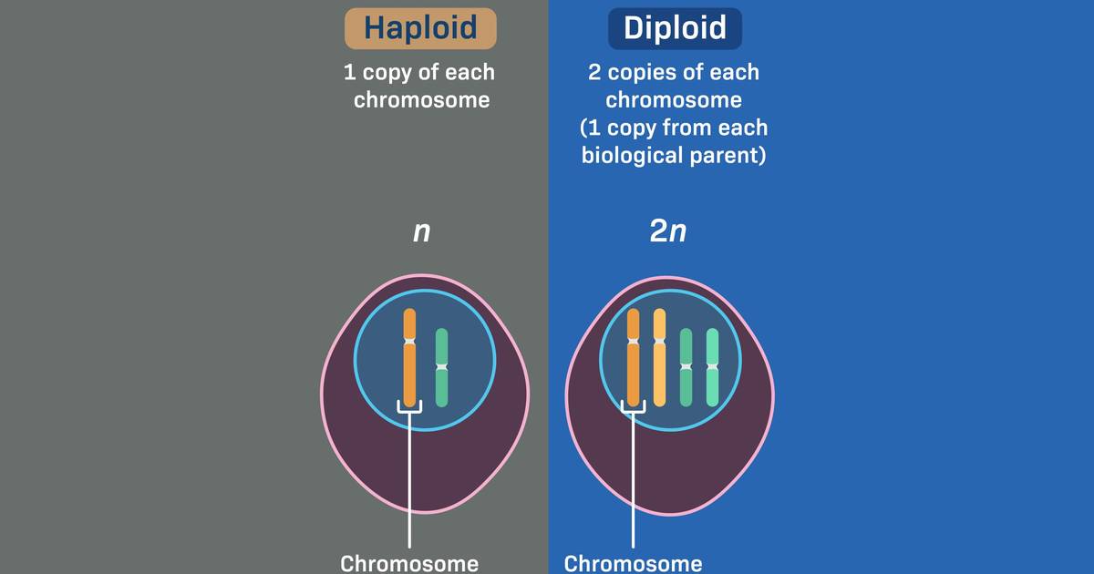 Haploid and Diploid