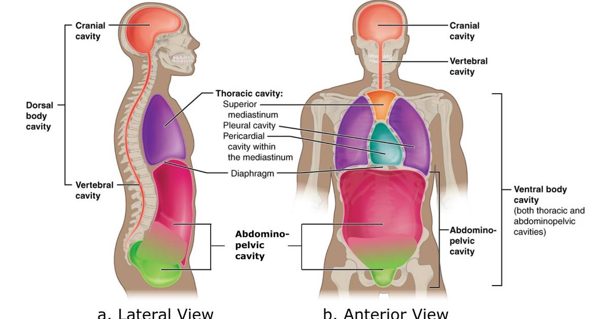Anatomical Terminology: Developing a Common Language - Body Cavities and Serous Membranes