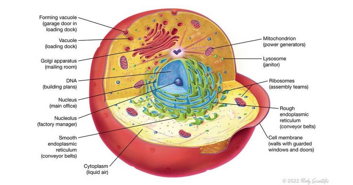 Cell Structure