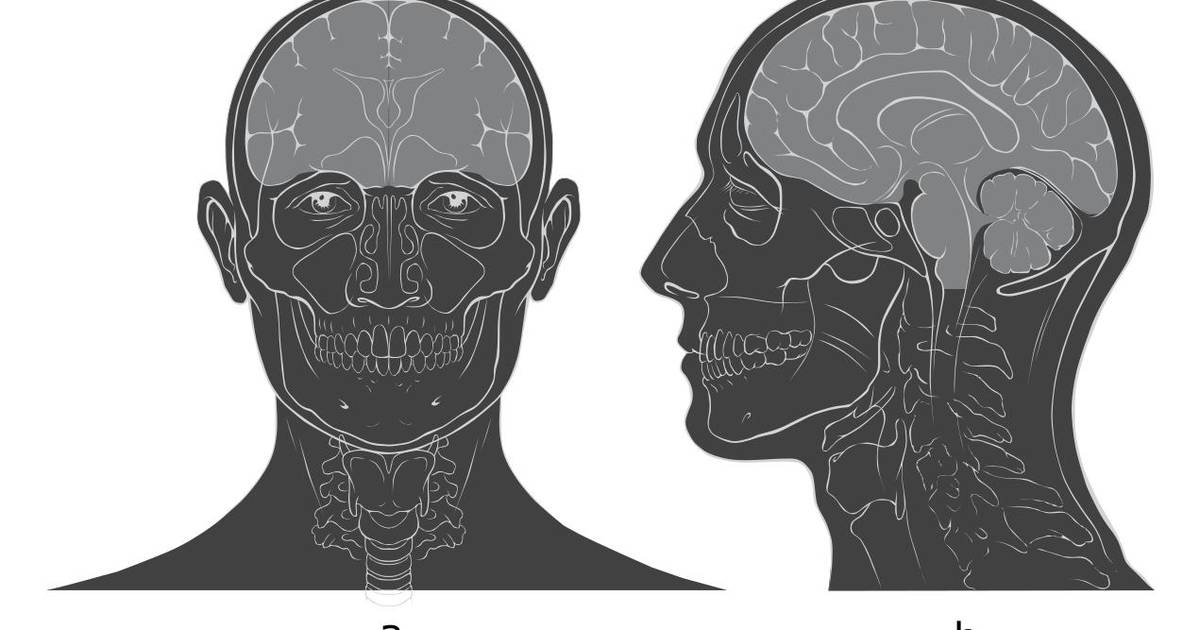 Anatomical Terminology: Developing a Common Language - Body Planes