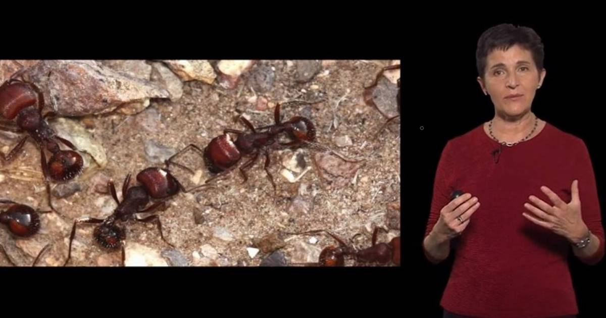Local Interactions Determine Collective Behavior