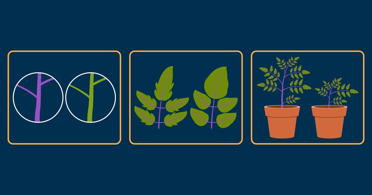 Worksheet  | Virtual Genetics Lab: Tomato Plants, Traits, and Mendelian Inheritance