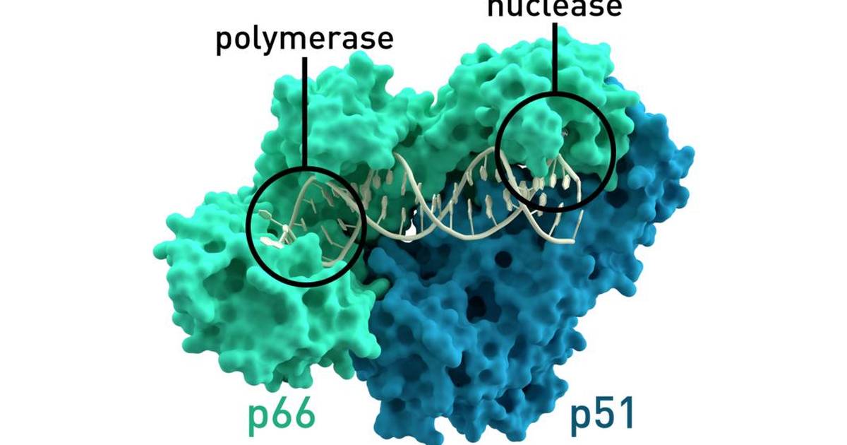 Protein Structure and Stability