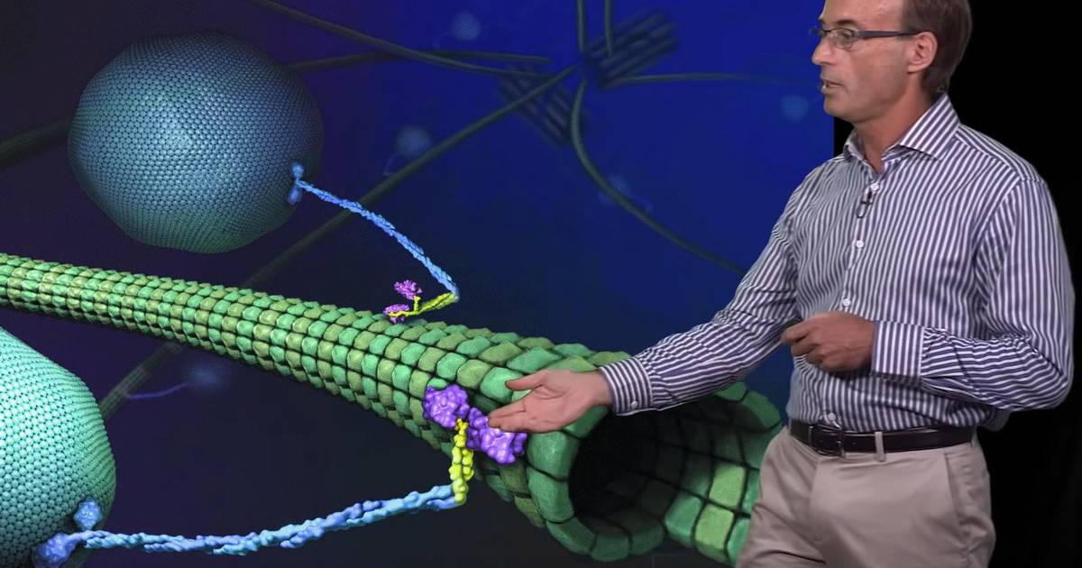 Cytoskeletal Motor Proteins
