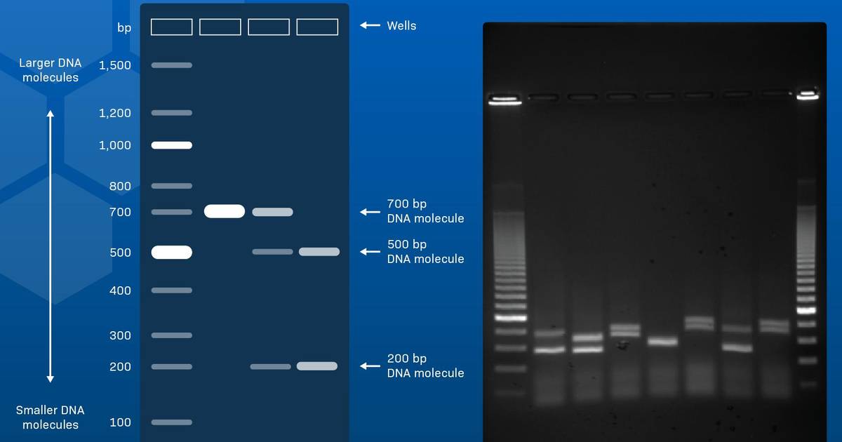 How to Interpret Agarose Gel Data: The basics