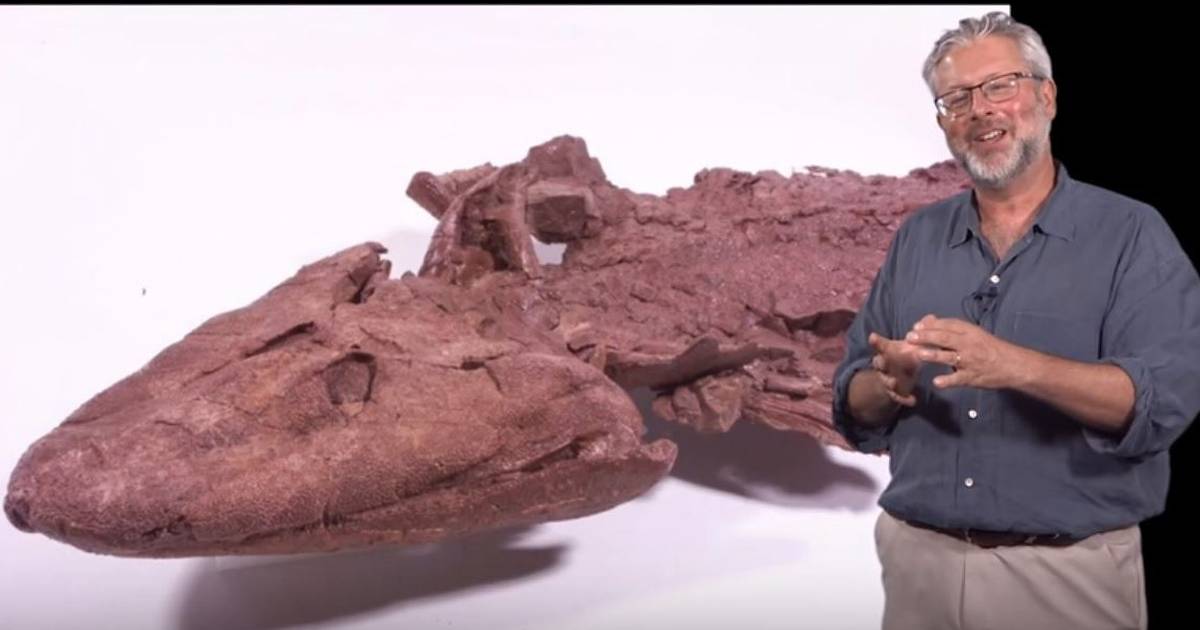 Finding Tiktaalik, the Fossil Link Between Fish and Land Animals