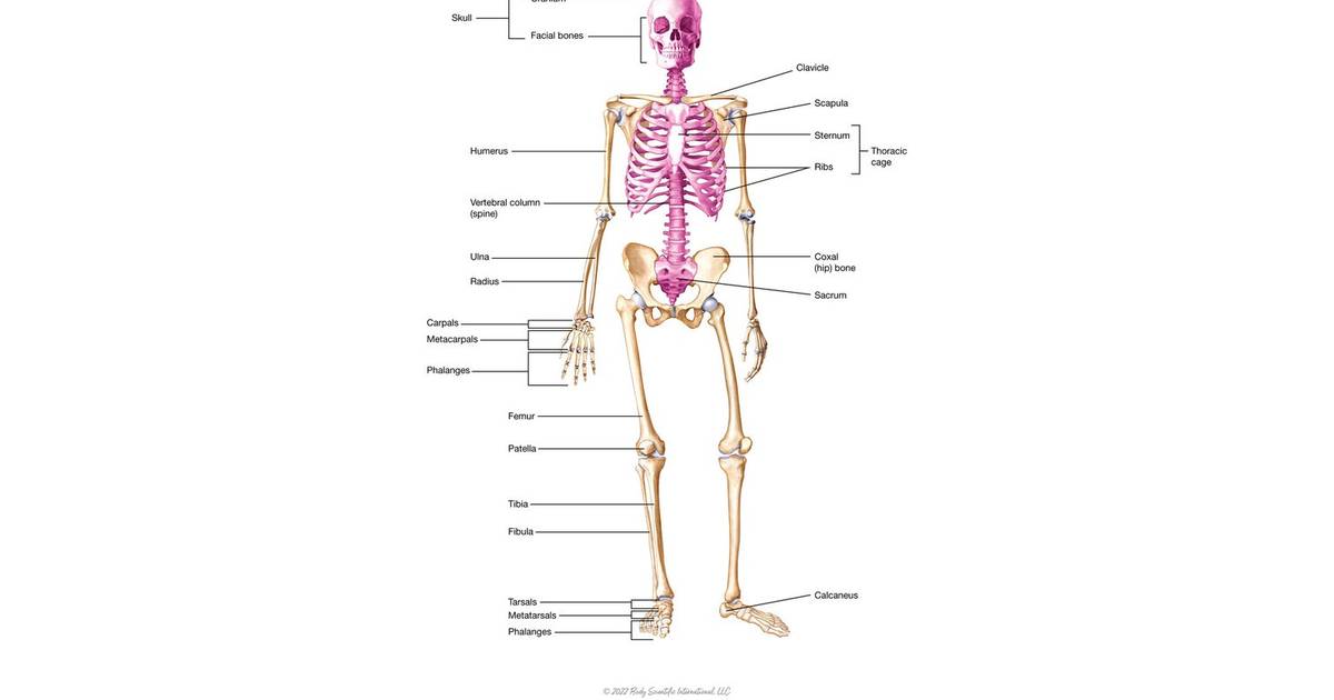 Skeleton