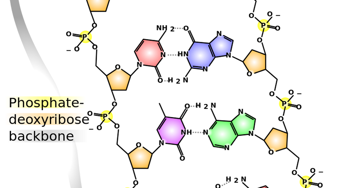The Contrasting Structures of RNA and DNA