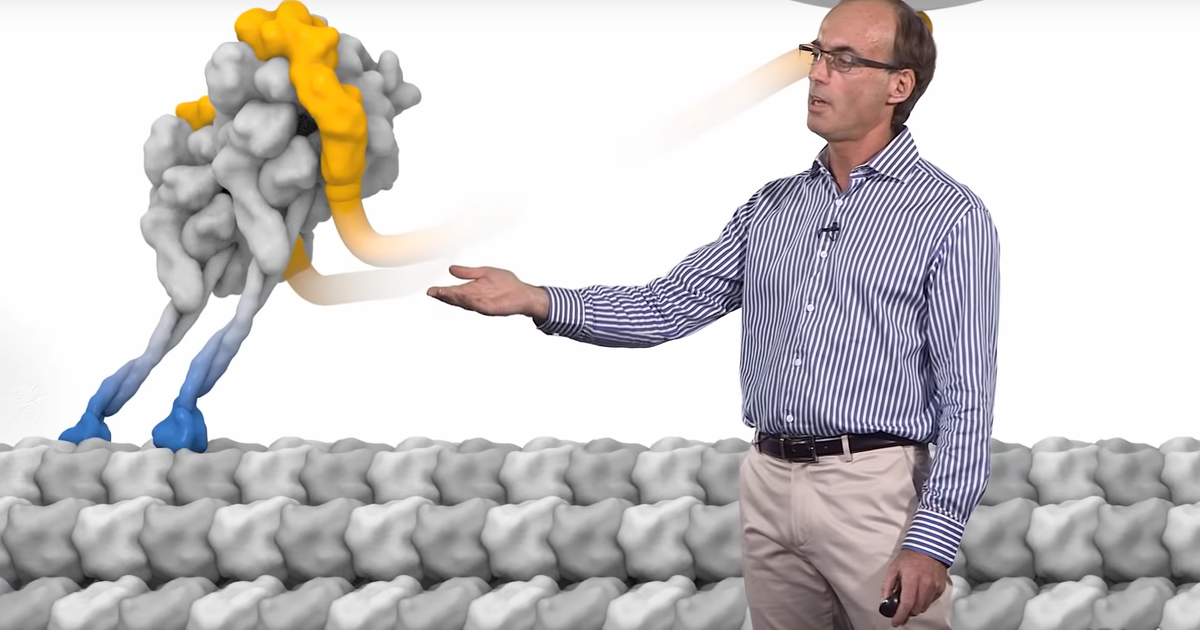 Molecular Motor Proteins: The Mechanism of Dynein Motility