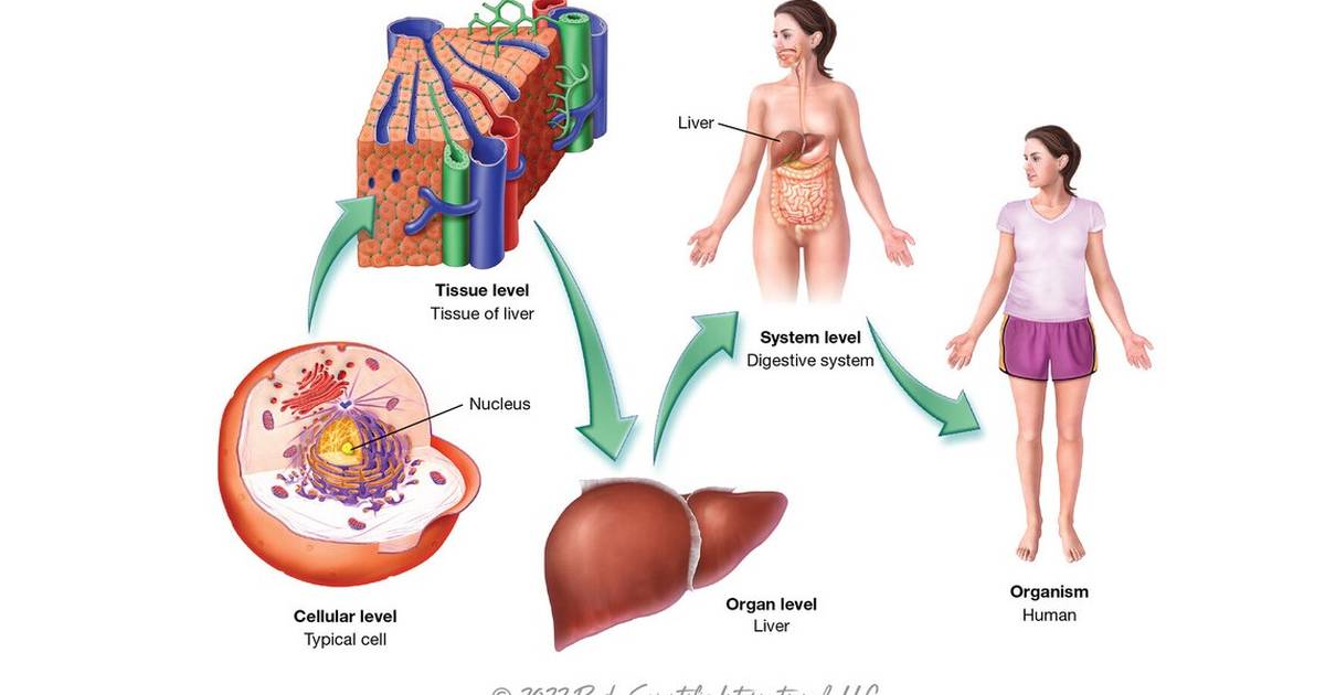 Levels of Organization that Form the Human Body