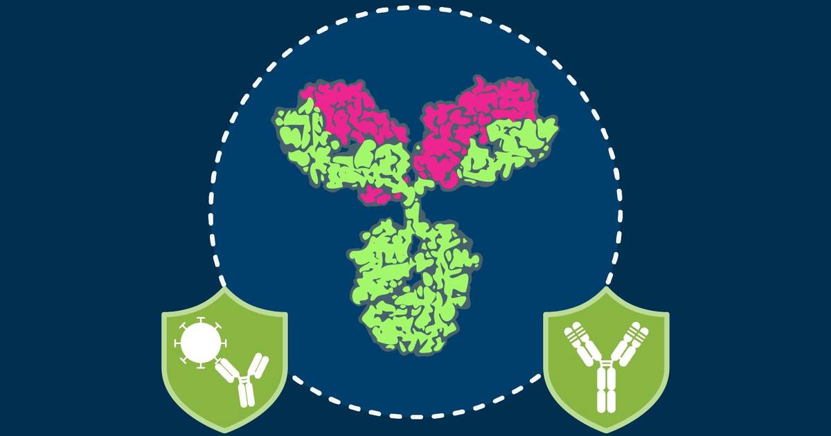 What Is a Monoclonal Antibody?