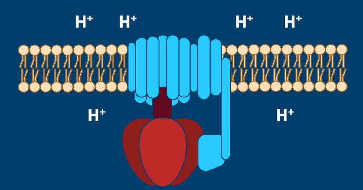 Visual Overview of Aerobic Cellular Respiration