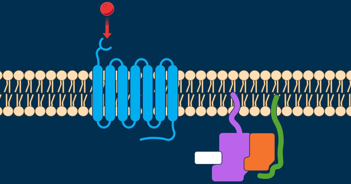 Cell Signaling