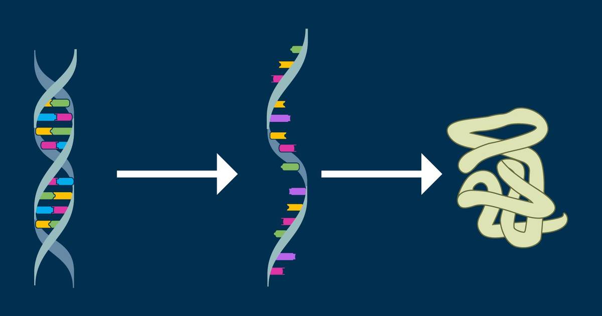 The Central Dogma of Molecular Biology