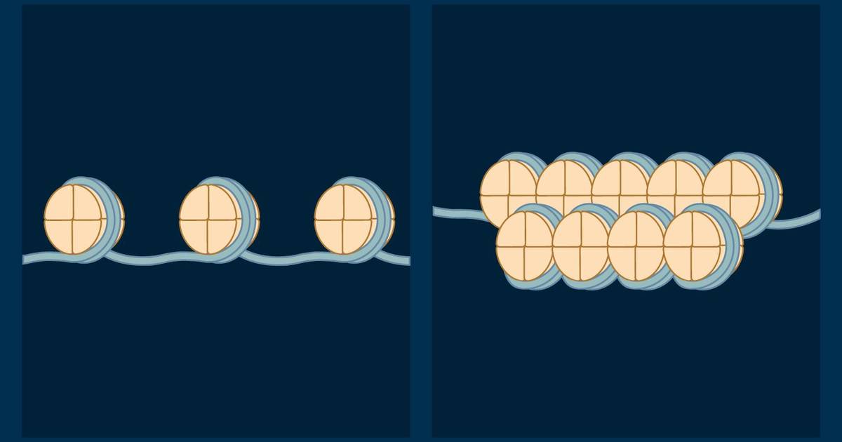 Gene Regulation