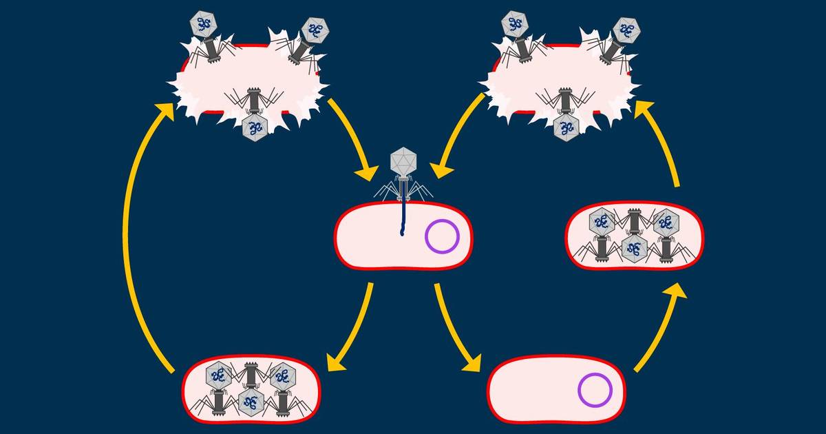 Mutations and Viruses