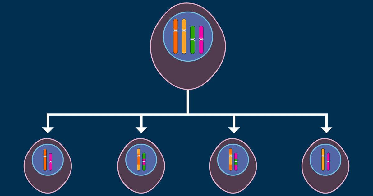 Meiosis and Genetic Diversity