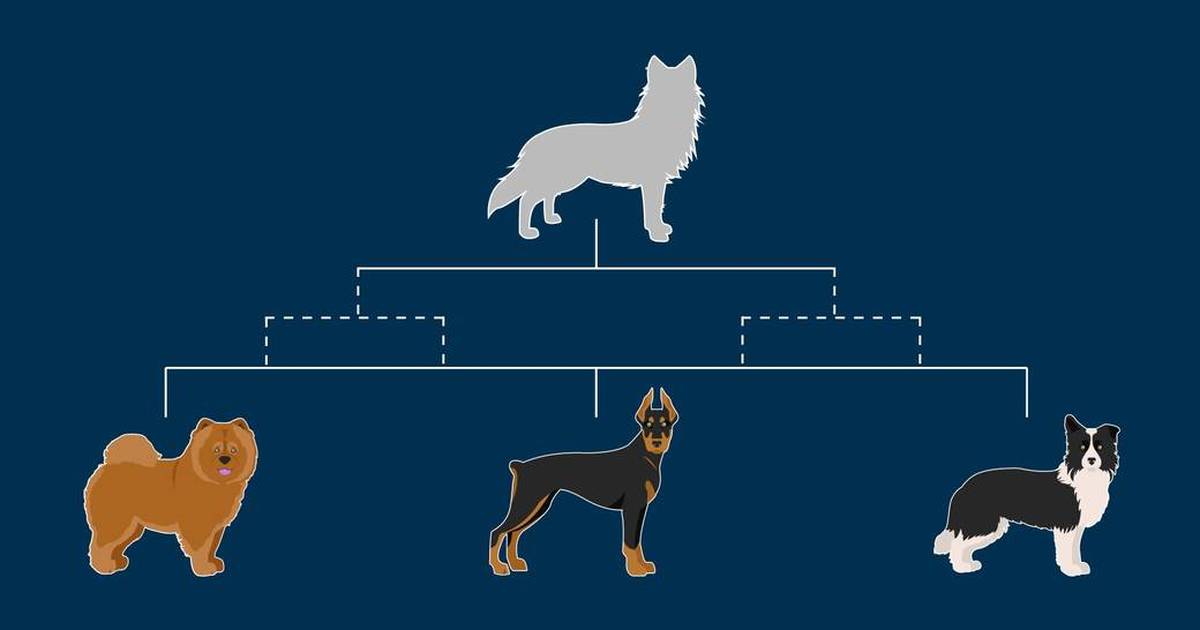 Teaching Guide: Artificial Selection Virtual Lab