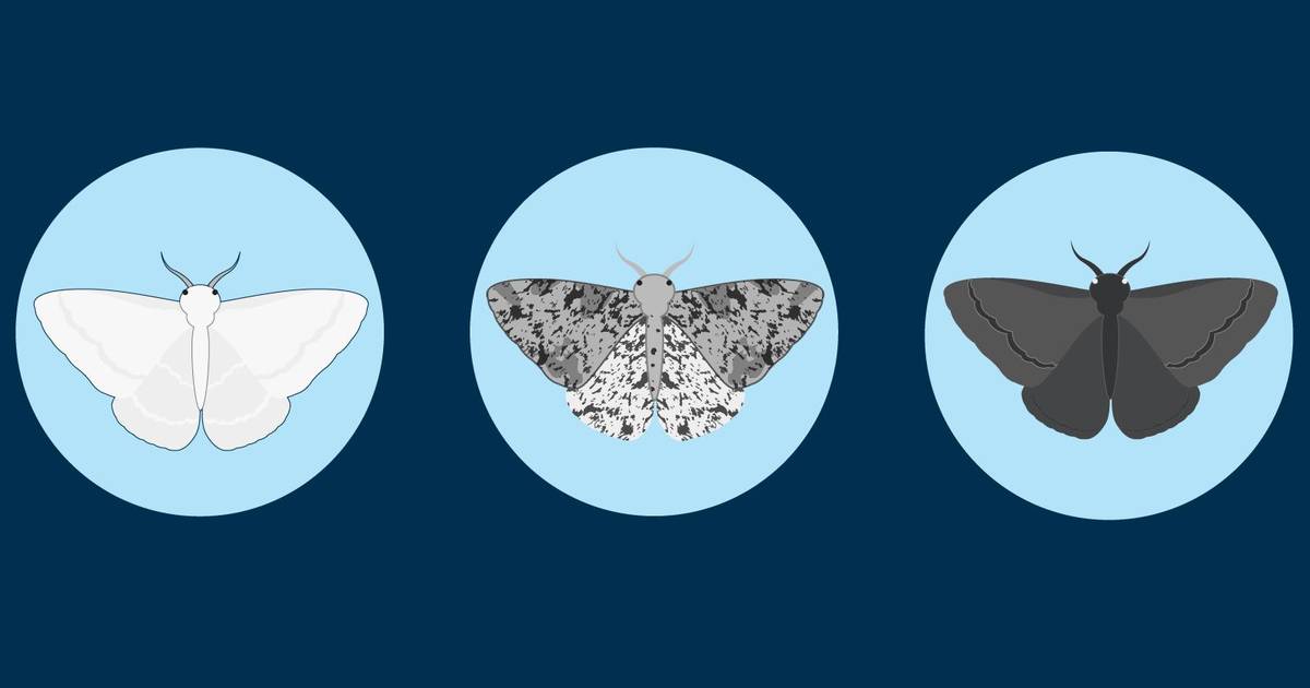 Introduction to Evolution