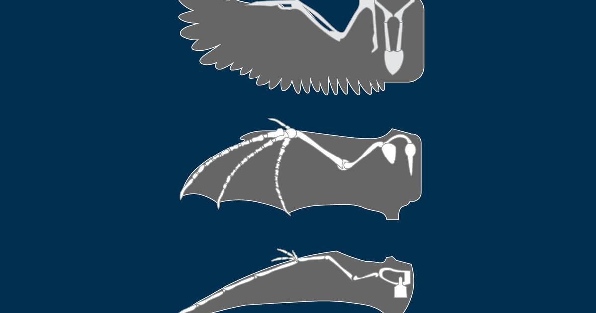 Evidence for Evolution