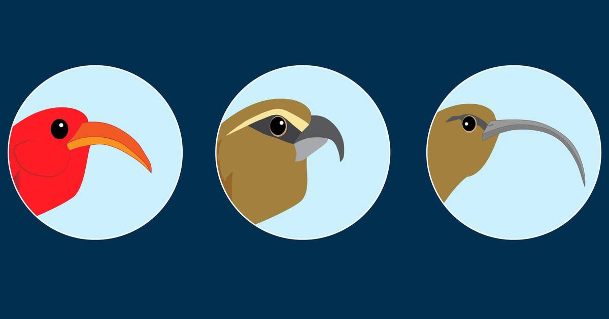 Variations in Populations and Extinctions