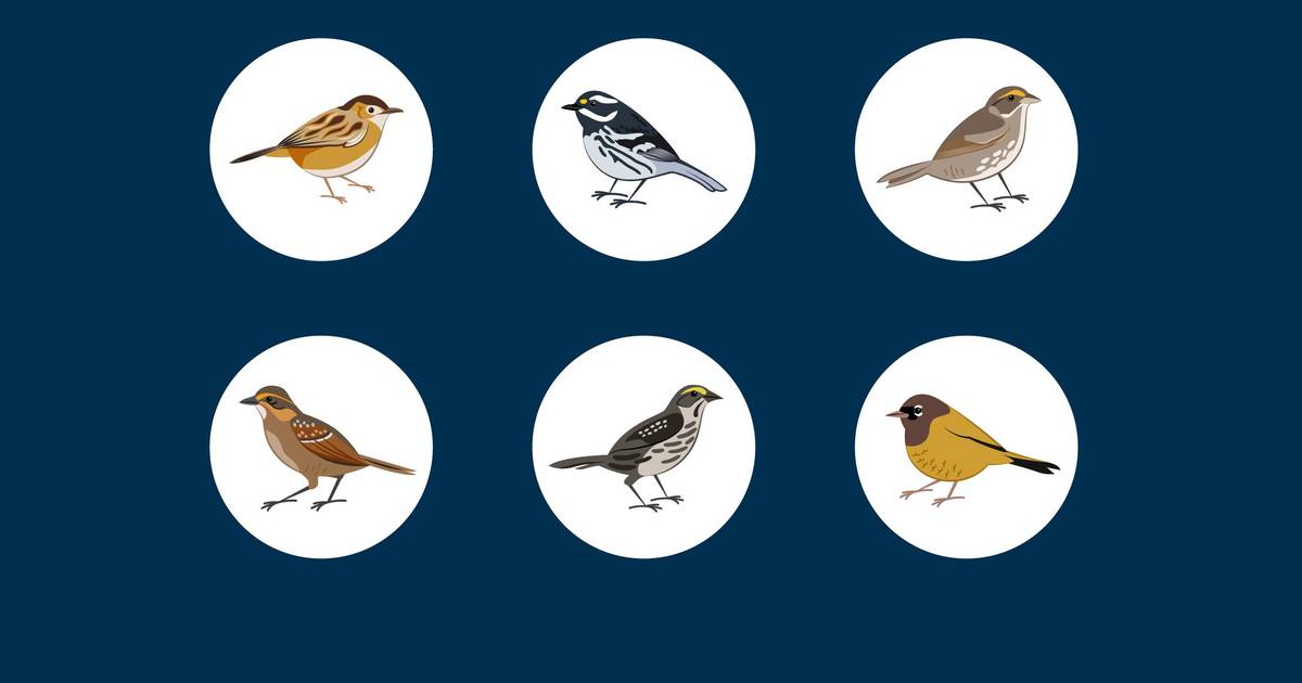 What Is a Subspecies?
