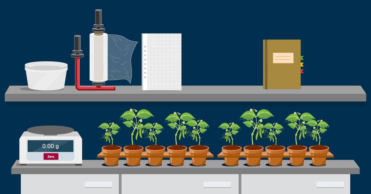 Which Environmental Factors Impact Plant Transpiration?