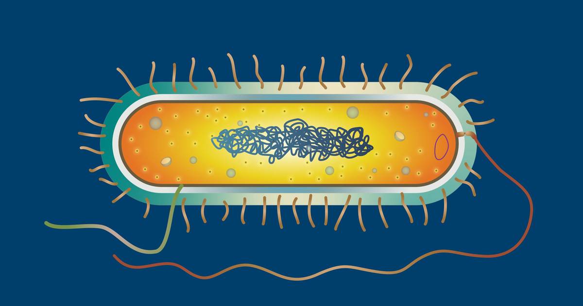 Prokaryotic Cell Structure