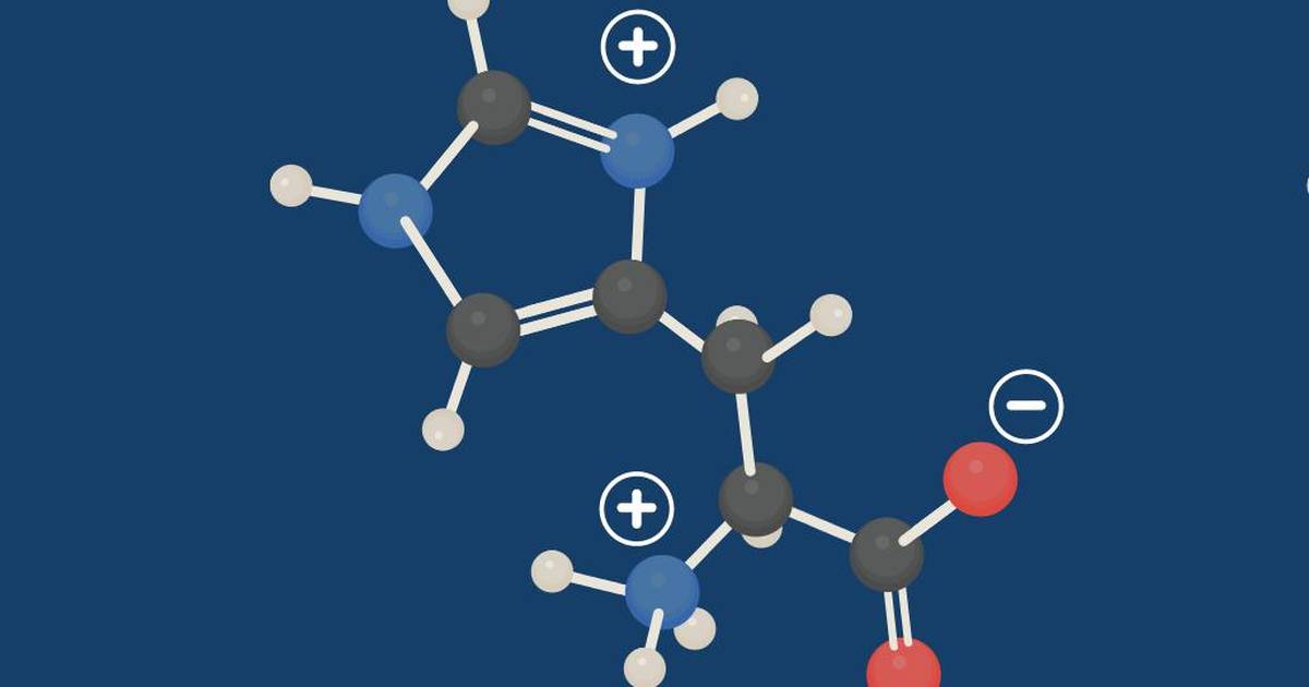The Amino Acids: A Guided Introduction