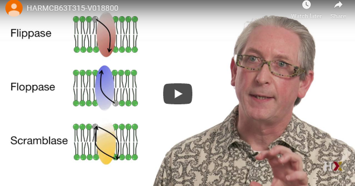 Lipids Structure and Membrane Function