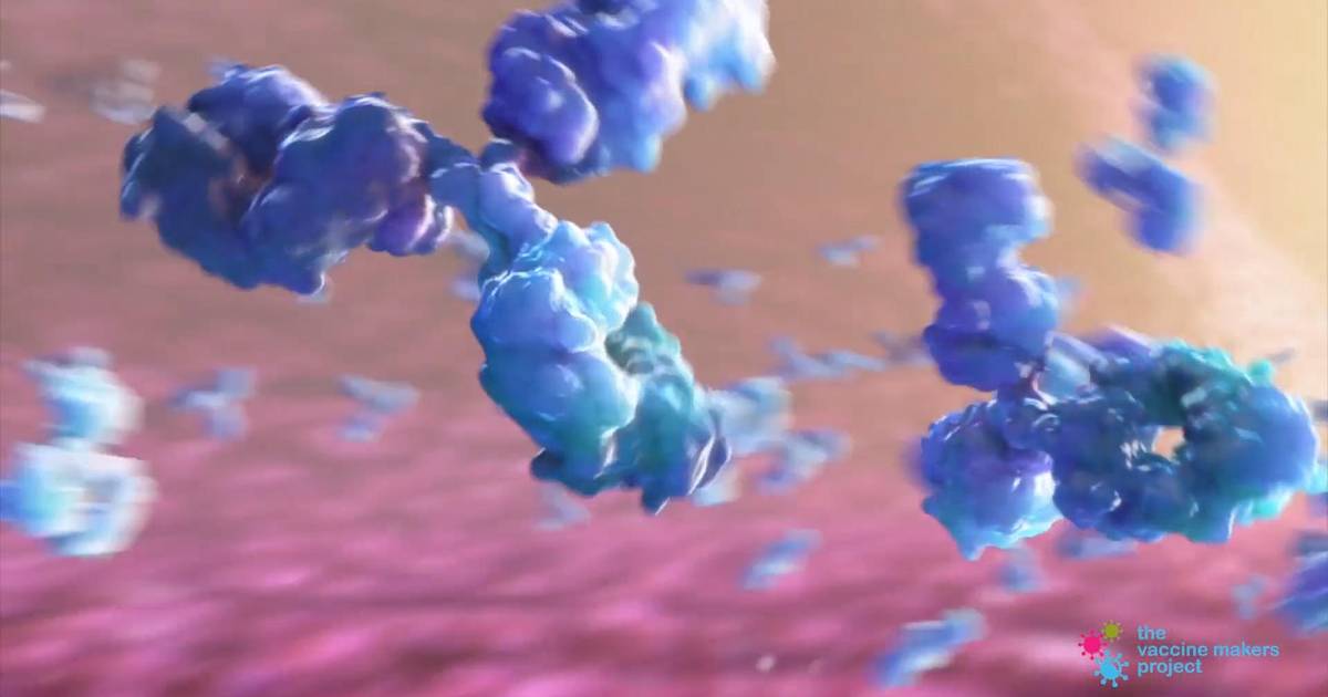How Do Antibodies Work?