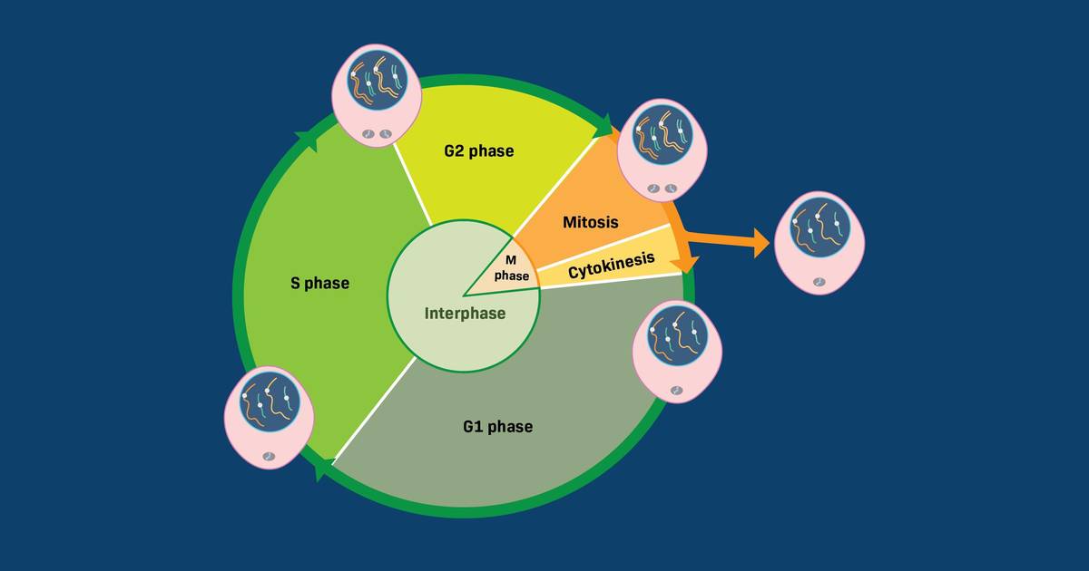Worksheet: Cell Cycle Probability