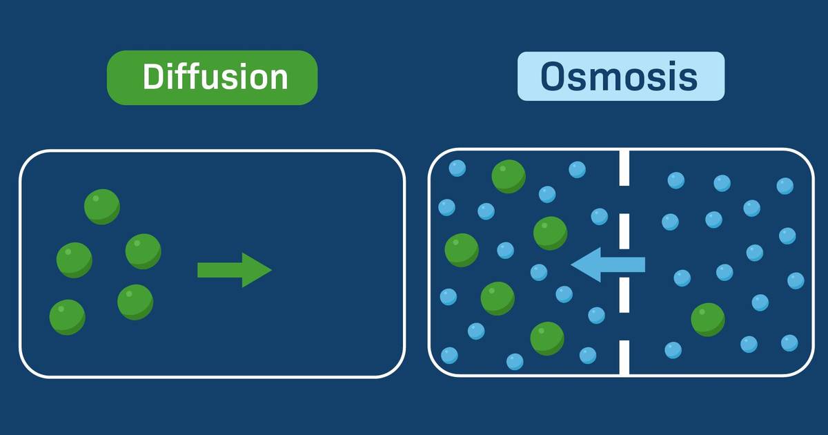 Introduction to Diffusion and Osmosis