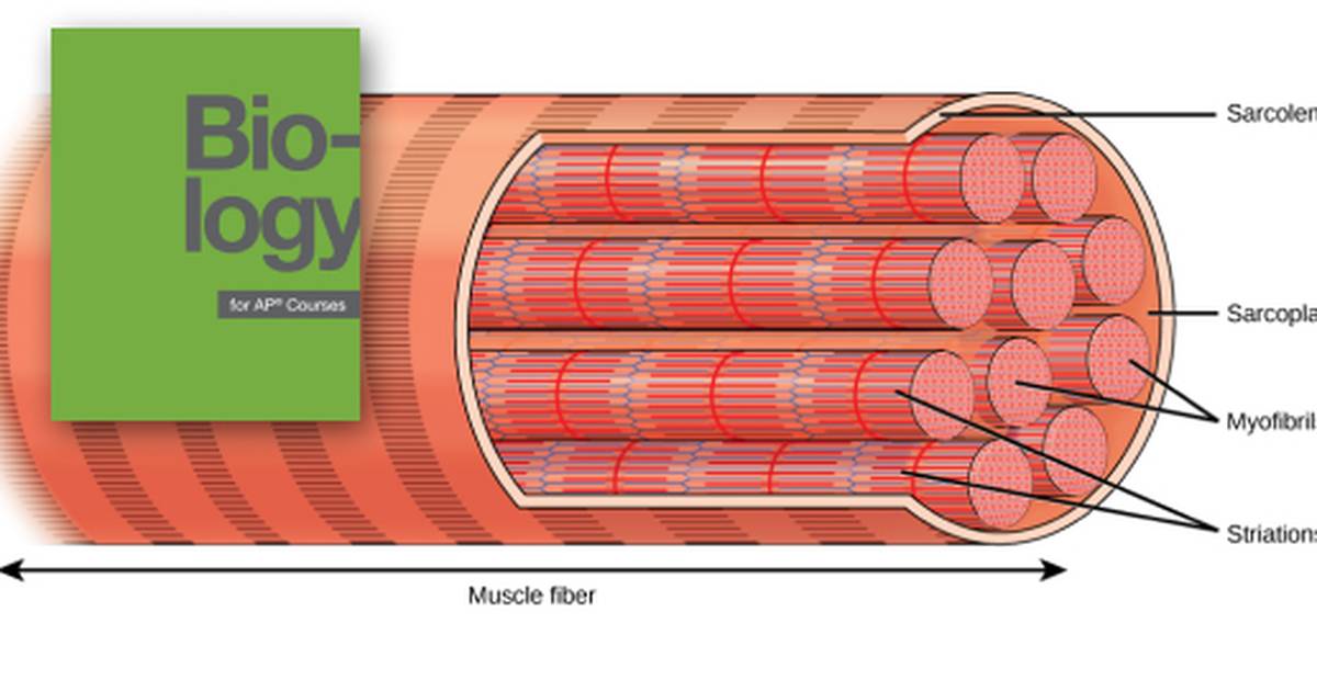 Muscle Contraction and Locomotion