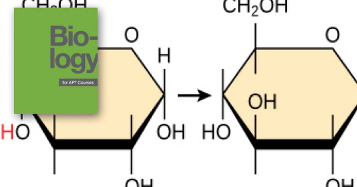 Synthesis of Biological Macromolecules