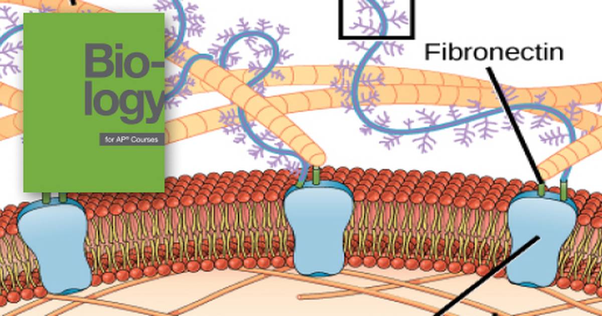 Connections between Cells and Cellular Activities
