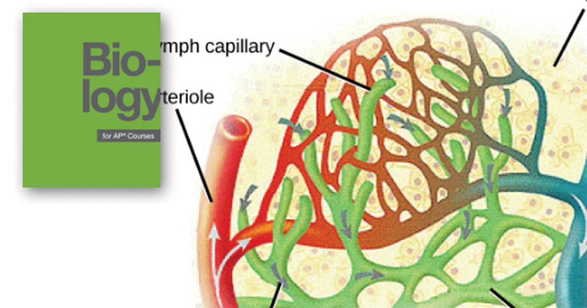 Blood Flow and Blood Pressure Regulation