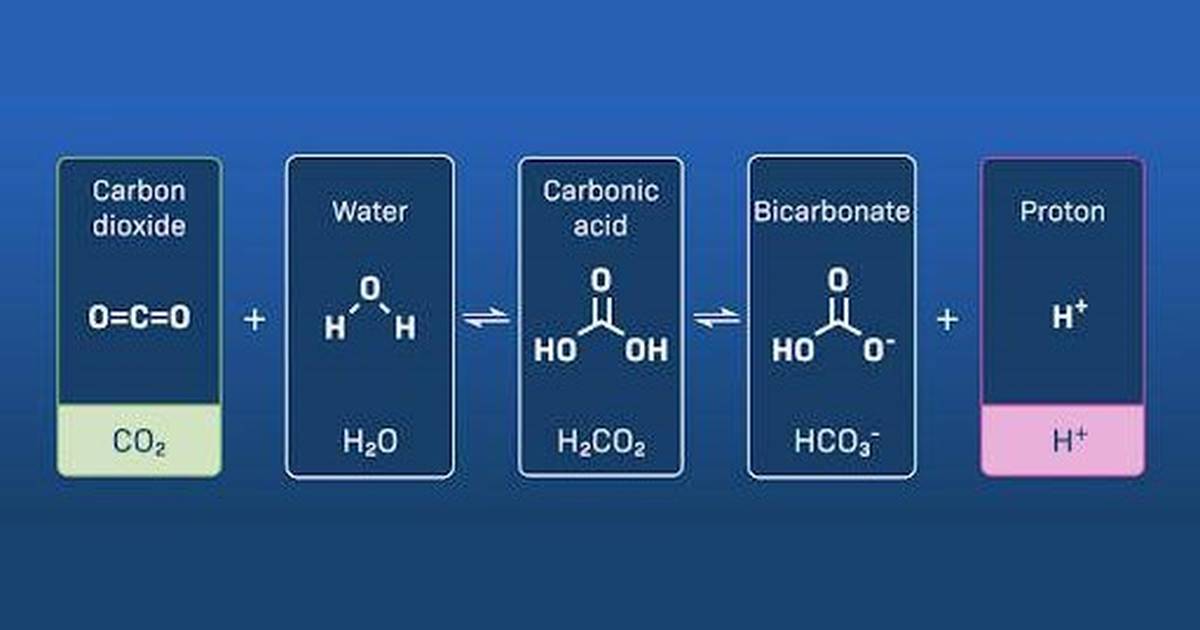 What Effect Does Carbon Dioxide Have On the pH Indicator BTB?