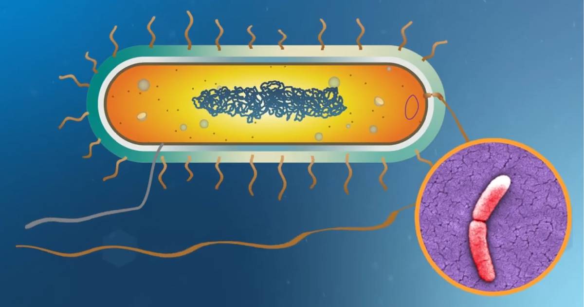 Bacterial Growth in the Lab